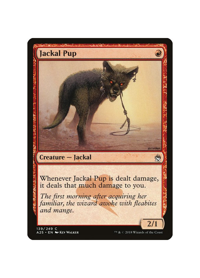 Jackal Pup