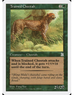 Trained Cheetah