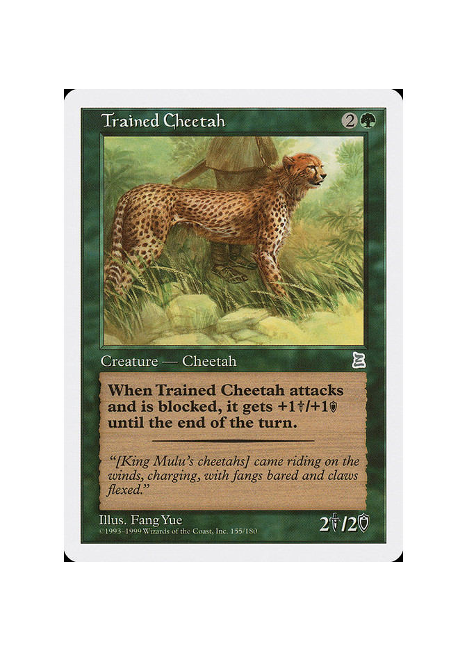 Trained Cheetah