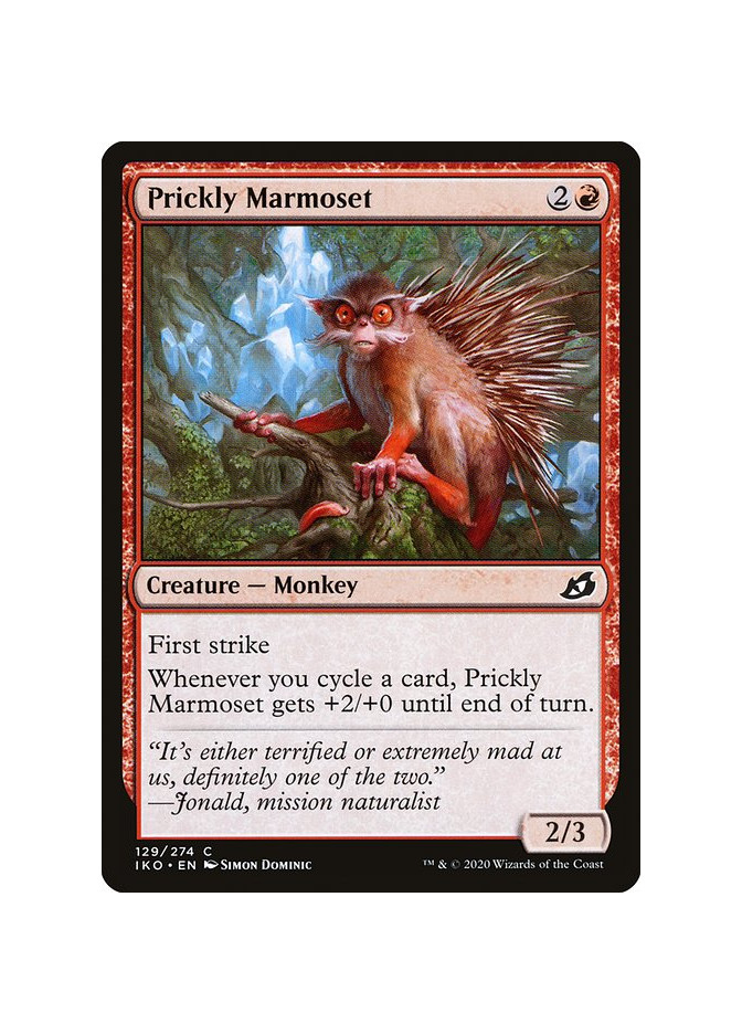 Prickly Marmoset