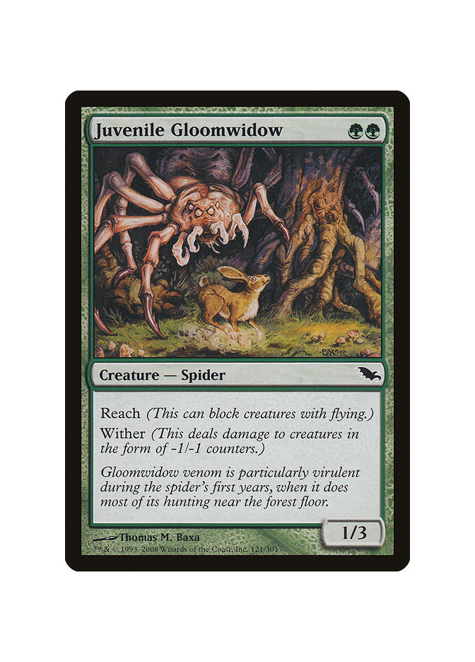 Juvenile Gloomwidow