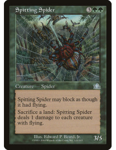 Spitting Spider