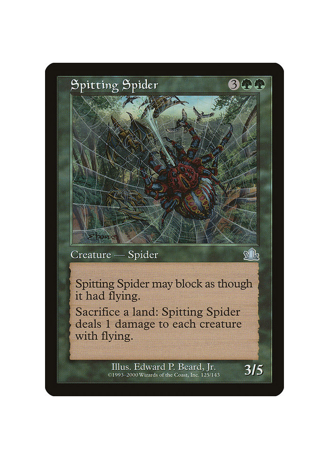 Spitting Spider