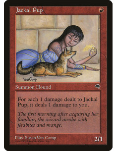 Jackal Pup