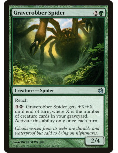 Graverobber Spider