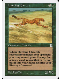 Hunting Cheetah