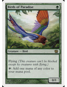 Birds of Paradise