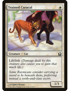 Trained Caracal - Foil